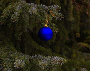 Fir tree branches with ball. Christmas, winter, new year composition. 