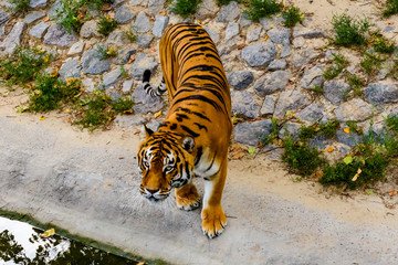 Big striped tiger (Panthera tigris) walking among the green vegetation