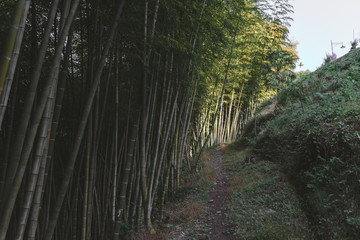 Bamboo forest and green meadow grass with natural light in blur style. Bamboo green leaves and bamboo tree with bokeh in nature forest. Nature pattern view of leaves on a blurred greenery background.