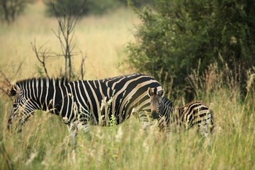 Fototapeta na wymiar A Burchells Zebra (Equus quagga burchelli) mother with her small a cute baby.