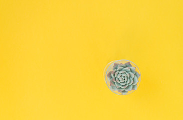 Small fresh green succulent on a yellow background. top view of the tank. Workplace decor. Ethno interior.