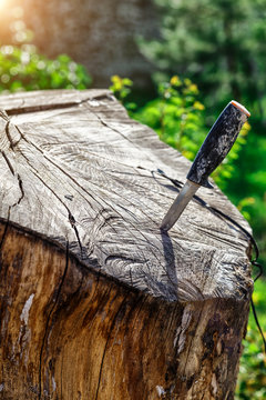 Steel arms. Throwing a knife. The knife stuck in the bark of a tree.A bushcraft survival knife with a wood handle sticking in a tree deep in the wilderness.Not a folding knife stuck in a tree.