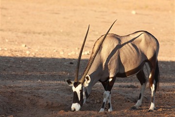 The gemsbok or gemsbuck (Oryx gazella) standing on the red sand and drinking water from the small...