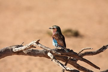 The flying Lilac-breasted Roller (Coracias caudatus) vsitting on the old dry branch in Kalahari desert.