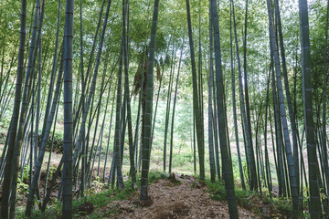 Fototapeta premium Bamboo forest and green meadow grass with natural light in blur style. Bamboo green leaves and bamboo tree with bokeh in nature forest. Nature pattern view of leaves on a blurred greenery background.