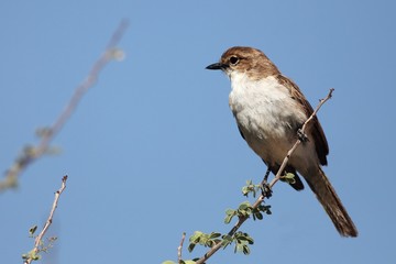 The Marico flycatcher (Melaenornis mariquensis), also called or Mariqua flycatcher, sitting on the smyll branch.