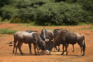 A herd of blue wildebeest (Connochaetes taurinus) calmly stying on the bush.