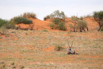 The gemsbok or gemsbuck (Oryx gazella) lying on the red sand dune with red sand and dry grass...
