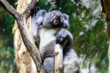 Koala bear on a tree in a zoo.
