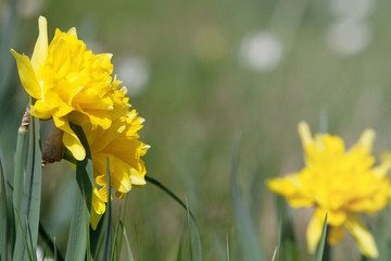 Fototapeta premium Osterglocke, Narzisse Blume in Blüte mit Textfreiraum