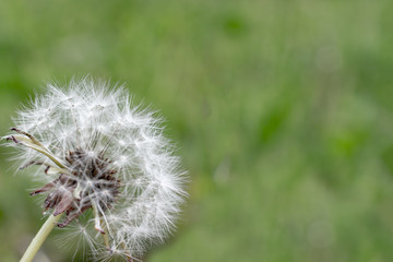 White dandelion blowball with seeds on green background with copy space