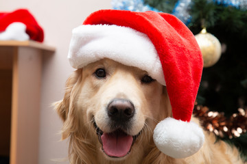 A dog with a red Christmas hat.New year and Christmas.