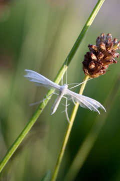 Federgeistchen Pterophorus pentadactyla, weißer Schmetterling