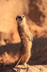 meerkat on guard