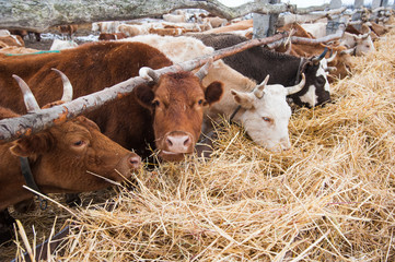 Cows on a farm in the winter
