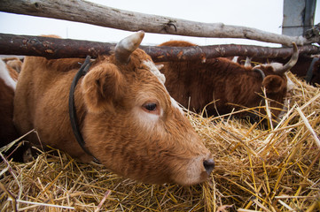 Cows on a farm in the winter