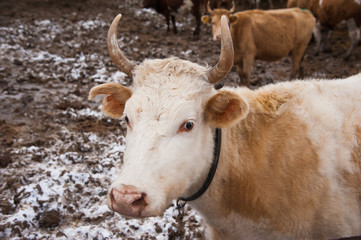 Cows on a farm in the winter