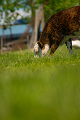 cow feeding on grass in a farm