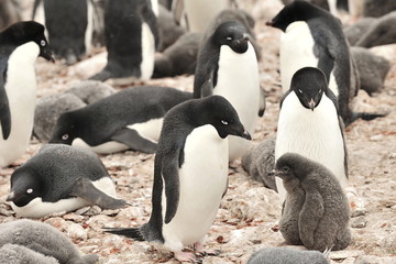 Naklejka premium Penguin colony in Antarctica. Penguin family. The real owners of the Antarctic.