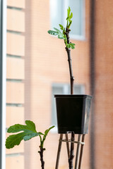 Fig cuttings in a pot on a windowsill