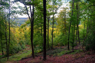 Compiegne forest in autumn season