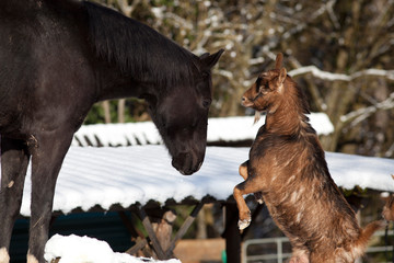 Pferd spielt mit Ziege, Tierfreundschaft auf der Koppel	