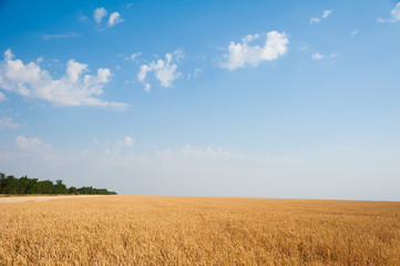 Obraz premium Golden wheat field and sunny day