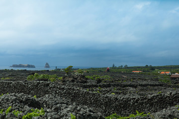 Fototapeta na wymiar Protected vineyards landscape, Pico, Azores