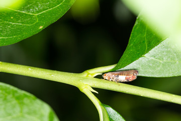 Small leaf hopper nymph hides on a green stalk
