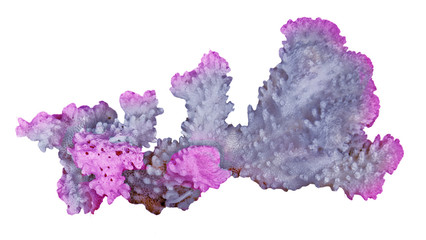 Coral isolated on white background © Dmitry