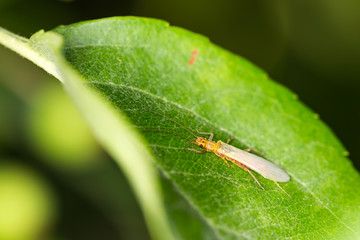 Yellow thin winged bug rests on a green leaf