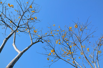 Silver trumpet tree Bloom on the branches And the sky in winter.