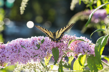 Yellow and black butterfly feeds on a purple flowering plant