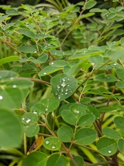 gotas de agua sobre hojas