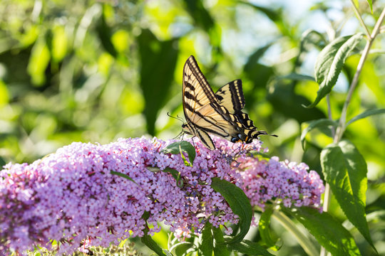 Yellow and black butterfly feeds on a purple flowering plant