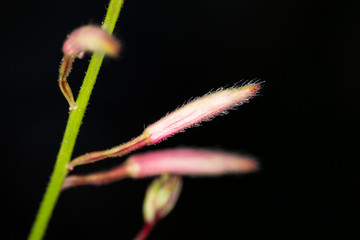Small pink fuzzy macro shot of buds with a dark background