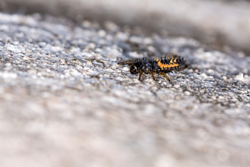 Small orange and black spiky bug nymph macro shot on a rock