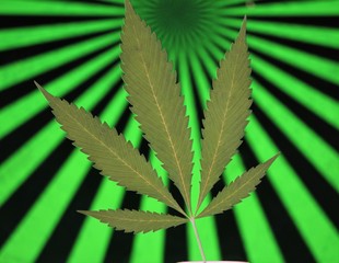 green leaf of cannabis