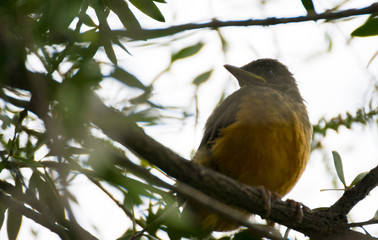 Rufous Bellied Thrush brood perched on a tree branch