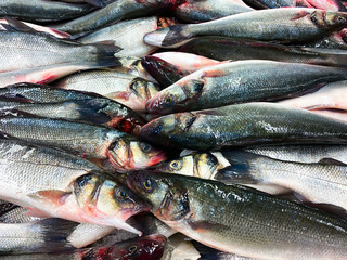 Fish lies on a catch. Background of fresh fish.