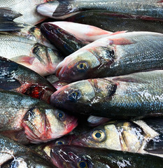 Fish lies on a catch. Background of fresh fish.