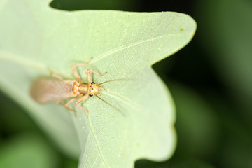 Small yellow thin winged bug rests on an oak leaf