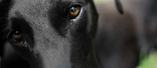 portrait of a black greyhound dog