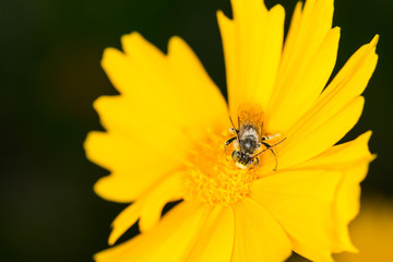 Tiny bee feeding in the middle of a yellow flower bloom