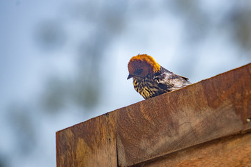 Young Lesser striped swallow