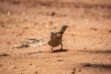 Grey-headed sparrow