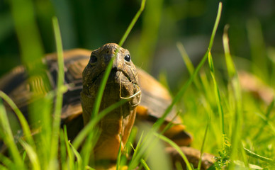 turtle in the grass