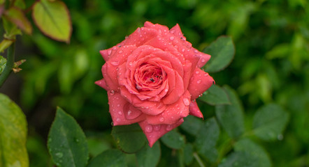 pink flower wet with dew and rain