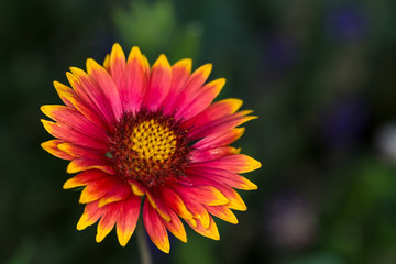 Red sun blanket flower blooming against a dark background