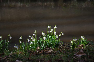 Spring snowflakes (Leucojum vernum) in bloom in Chlebsky brook valley (Údolí Chlébského potoka), Czech Republic